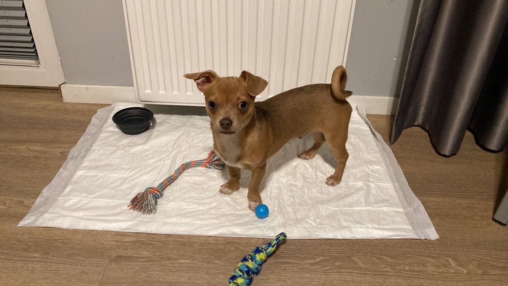 В’язка чихуахуа (19.11.2021р.н.)