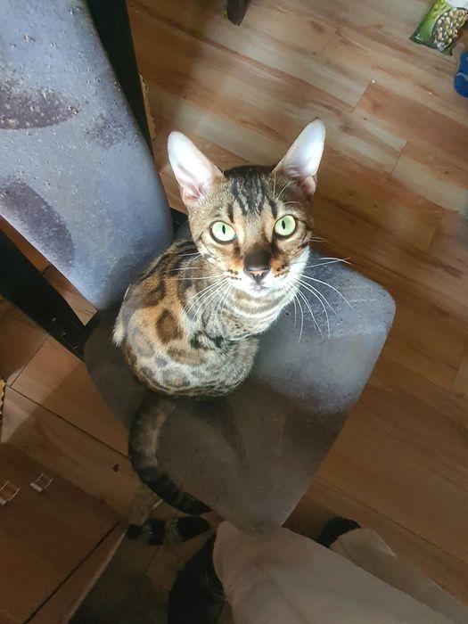 Bengalski kocurek
