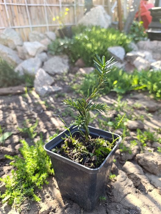 Саджанці хвойних та декоративних рослин