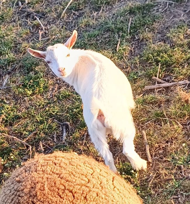 Chibo Anão Branco
