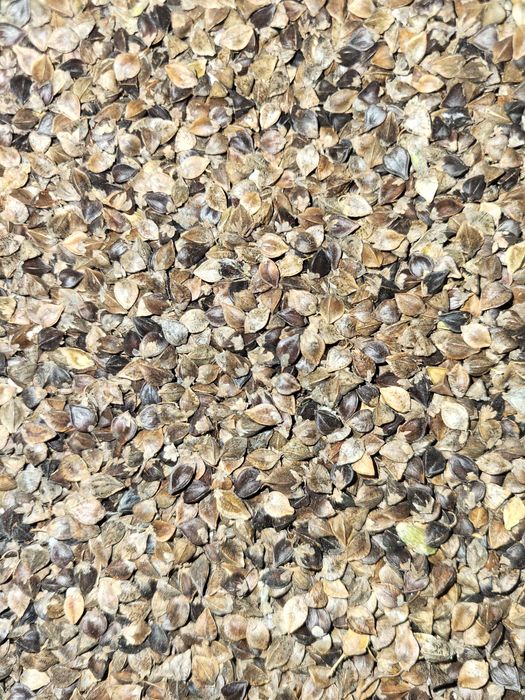 Sprzedam grykę 2 zł