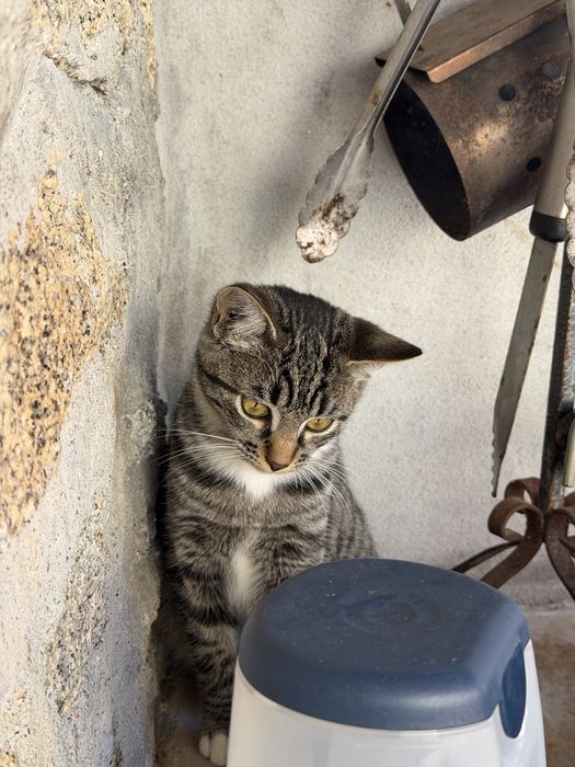 gatas para adocao