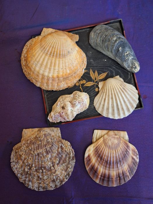 Продам кораллы, камни для аквариума