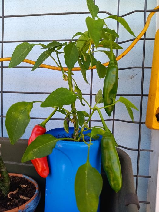 Pimenta JALAPENO, excelente sabor, picante