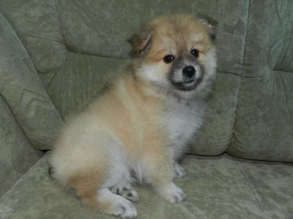 Красивый щенок  померанского шпица