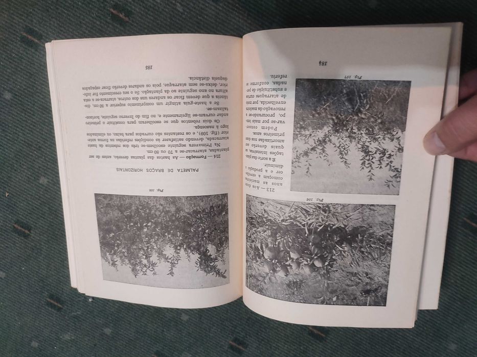 Fruticultura de Hoje - Engº Madeira Lobo