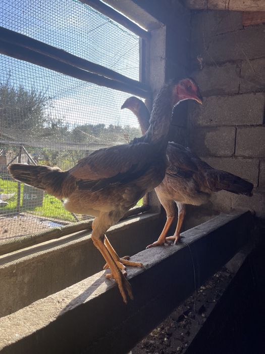 Indio Gigante - OVOS