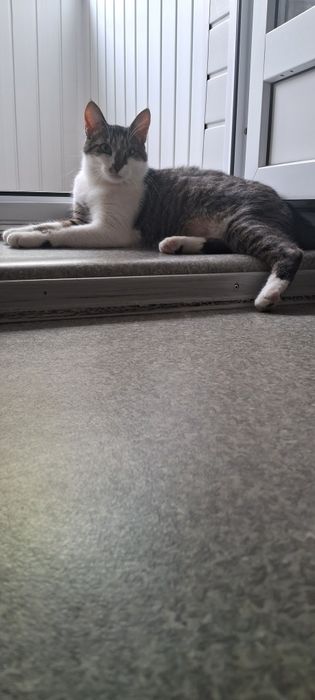 Кот в заботливые руки