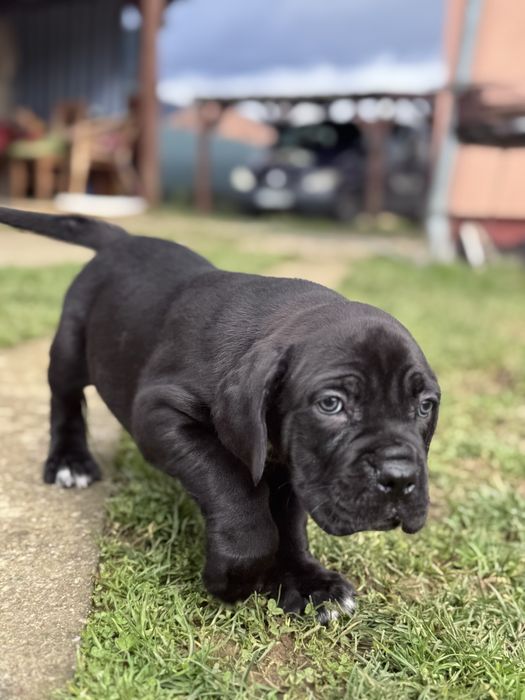 Цуценя кане корсо з родовідом КСУ