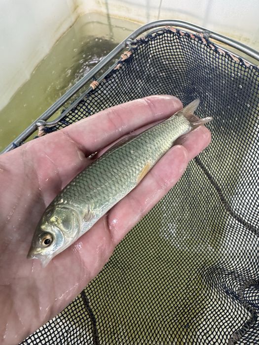 Amur amury ryby do oczka wodnego i stawu narybek kroczek