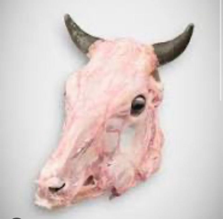 Продажа собаче ..