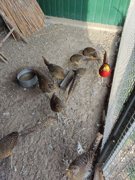 Продам Золотой фазан красный