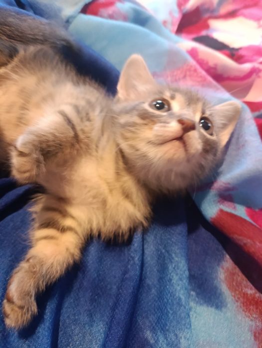 Віддам кошенятко в добрі руки