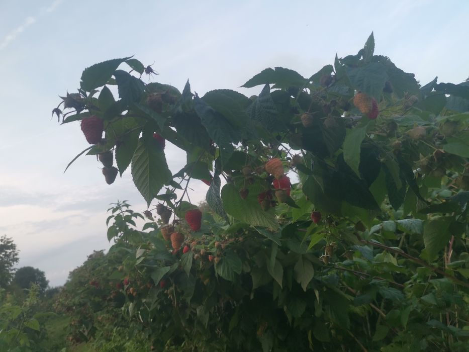 Malina jesienna wysyłka olx 100 szt  polone..