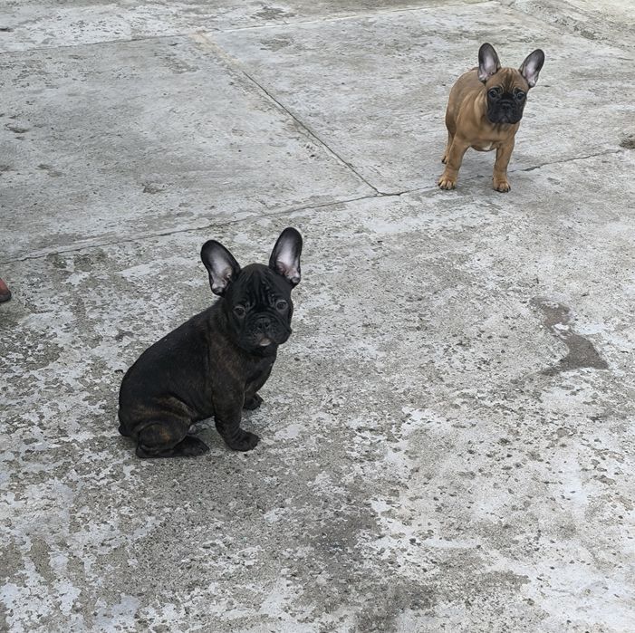 Дівчинка та хлопчик.