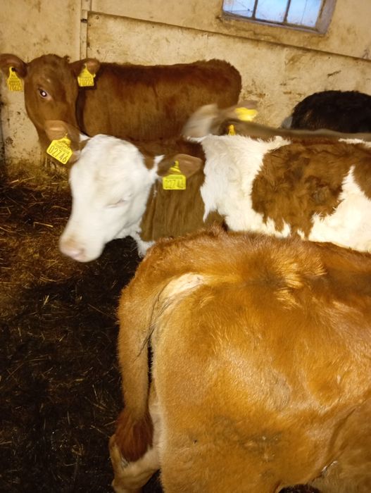 Sprzedam 13 szt  jałówek i byczka