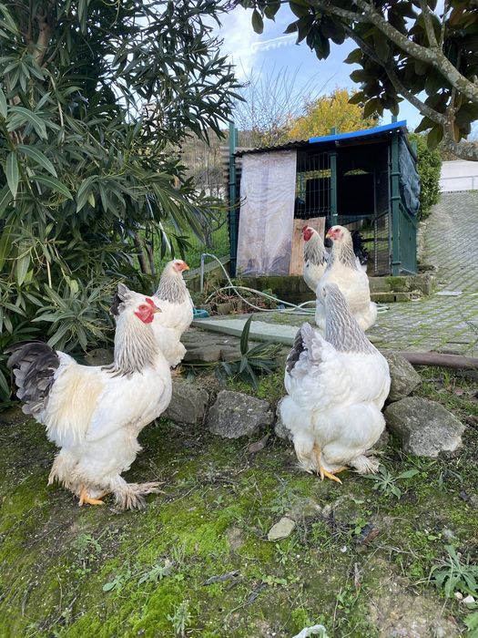 Ovos de Brahma Light