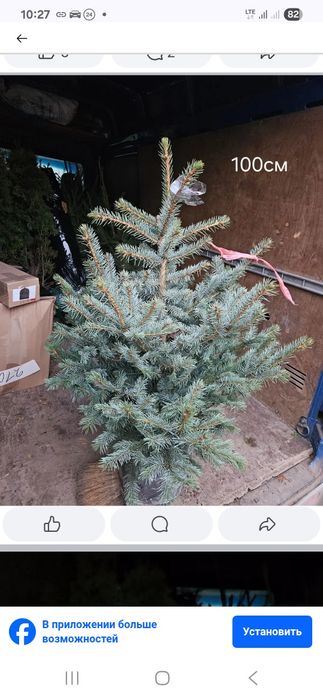 Ялинка блакитна, самшит, туя, ялівець, саджанці декоративних рослин