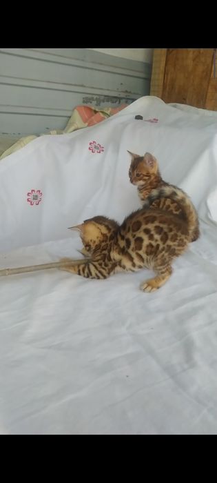 Домашний леопард
