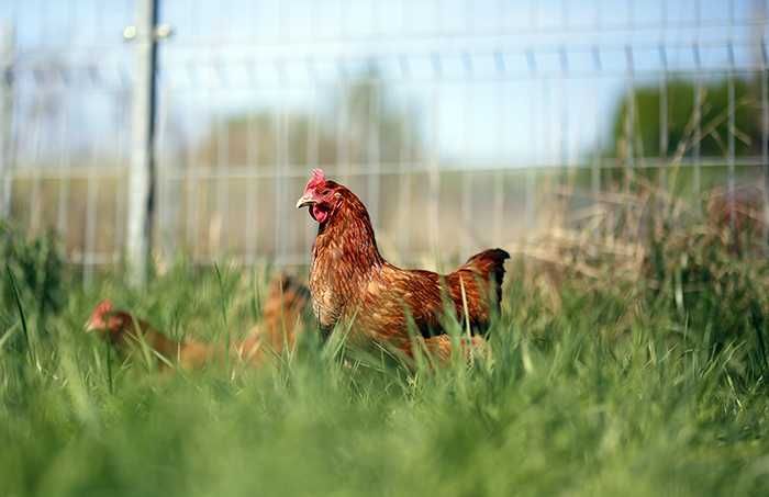 Kury nioski z jajkiem dowóz Gratis