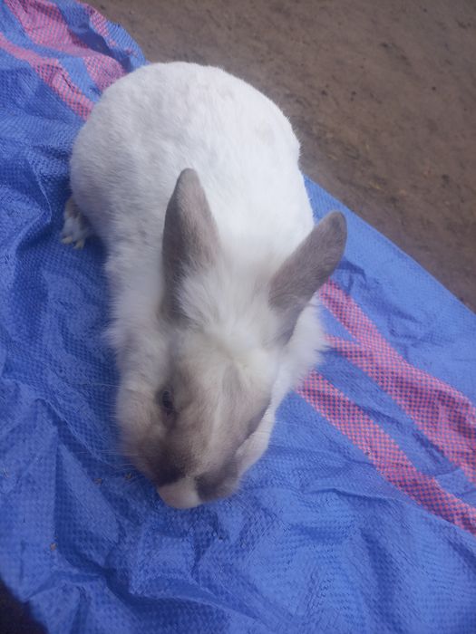 Króliki po miniaturze. Średnie