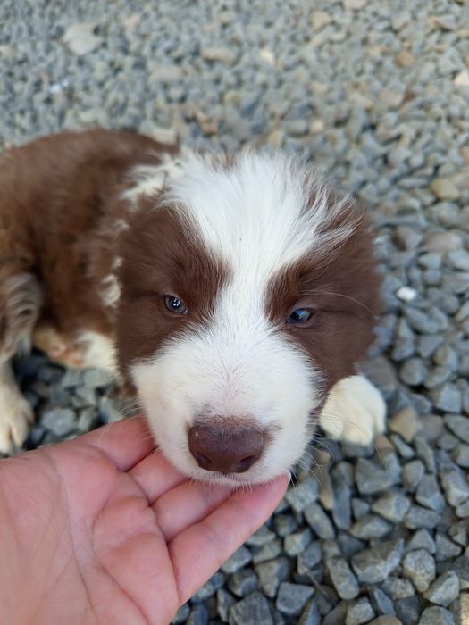 Owczarek Border collie