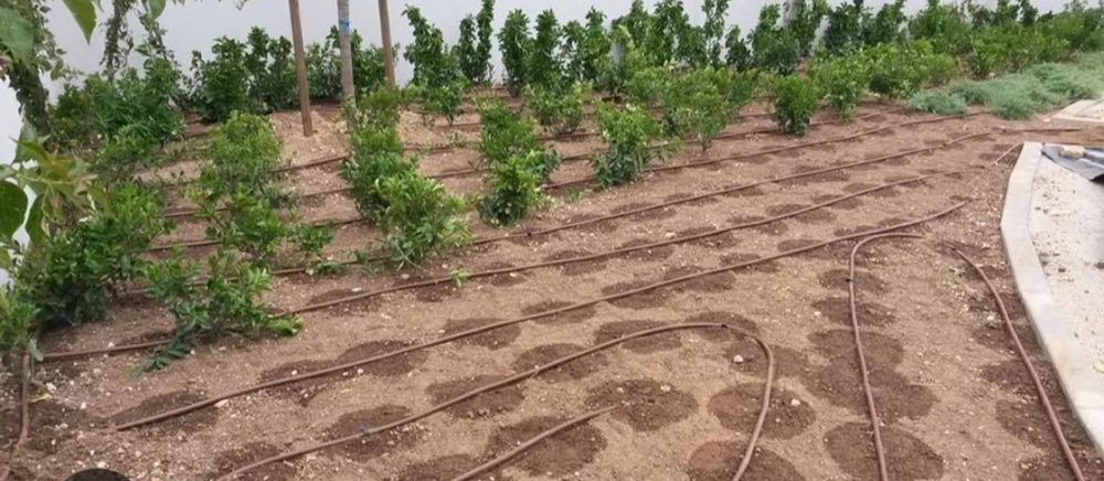 Trabalhos de jardinagem e também faço serviços de limpeza