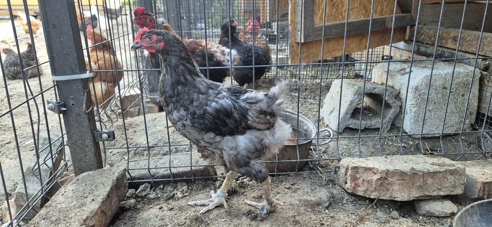 Pary kur marans , arakuana bezogoniasta  , włoszka