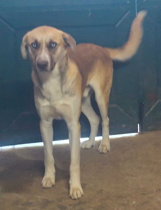 2 cães jovens de olhos azuis