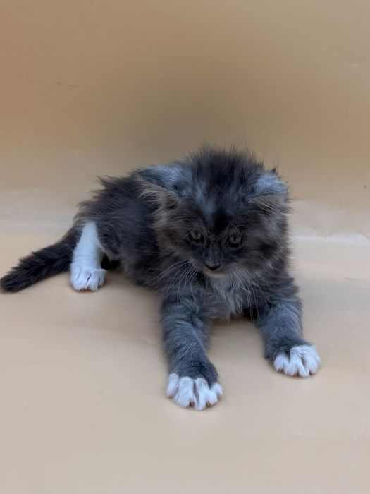 Мейн  кун котенок девочка