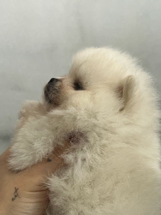 Кремова дівчинка ))