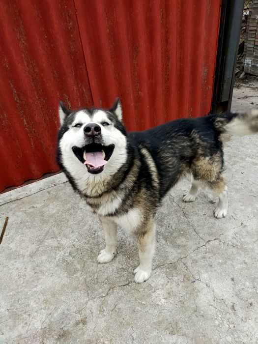 Вязка бесплатно маламут