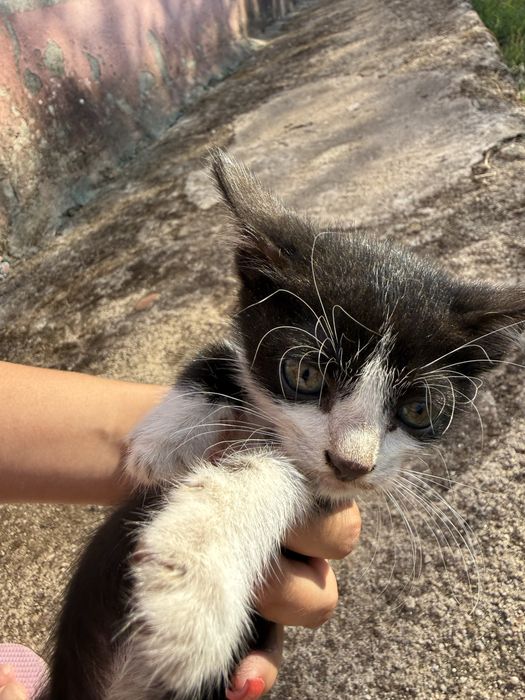 Gatinhos para adoção