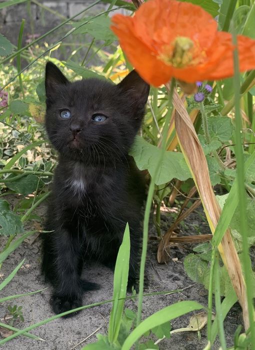 Бесплатно маленькие котики.