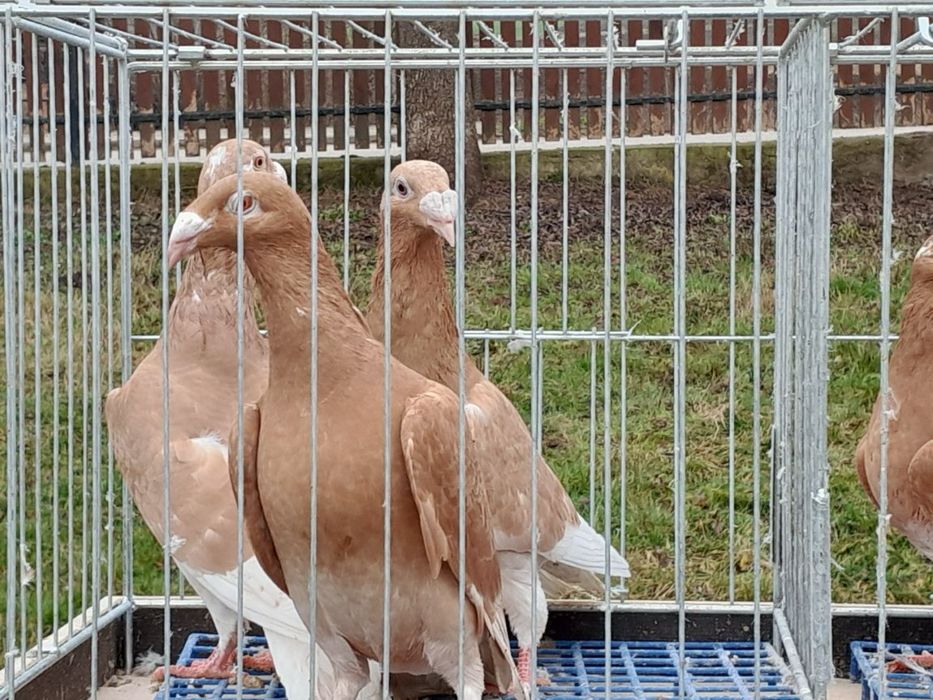 Gołebie rzeszowskie