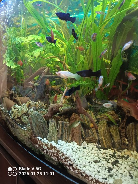Sprzedam akwarium