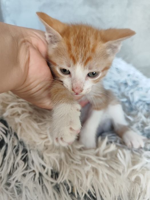 Gatinhos para adoção
