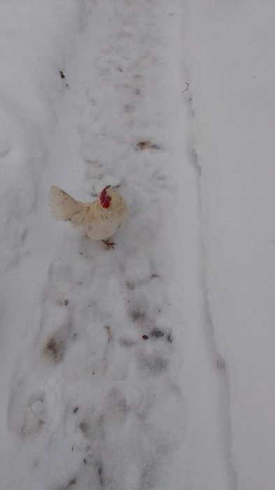 Півень   ліліпут