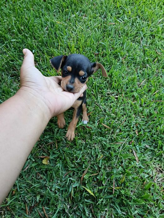 Pinscher macho lindo