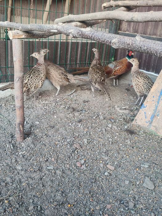 Фазани мисливські