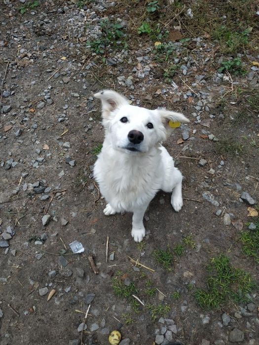 Вакциновані собачки шукають господарів