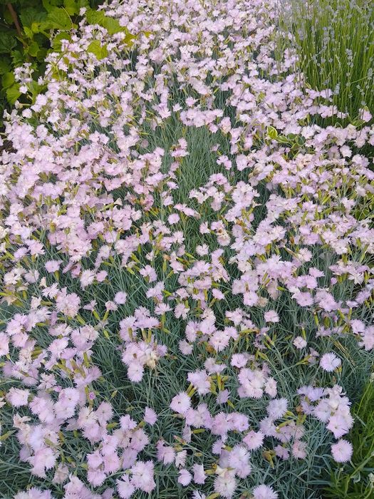 Гвоздика садова багаторічна рожева