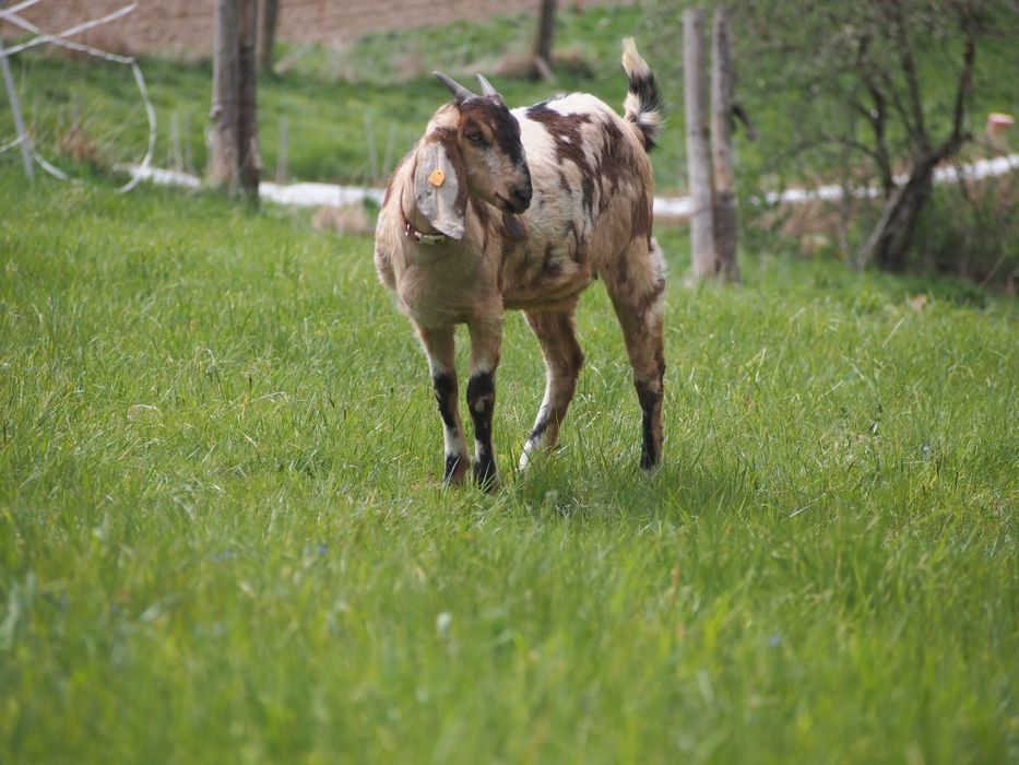 Koza anglonubijska