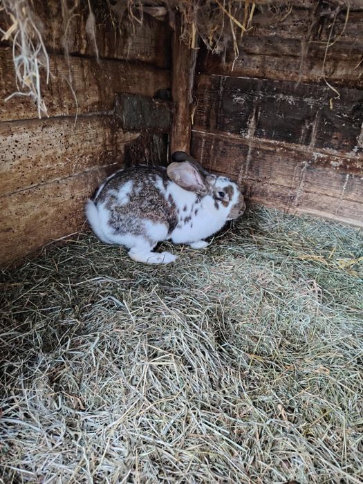 Sprzedam króliki – srokacz niemiecki (samce i samice)