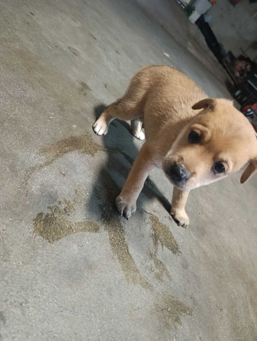 Cãezinhos para adoção