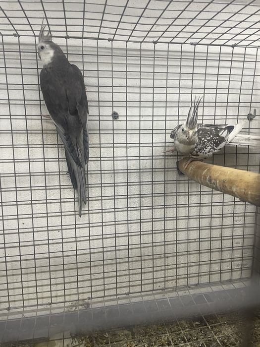 Casal caturras adulto