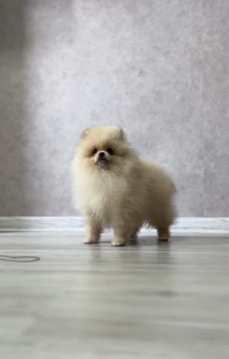 Померанський шпіц, дівчинка, 3 місяці