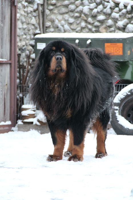 Тибетський мастиф, вязка