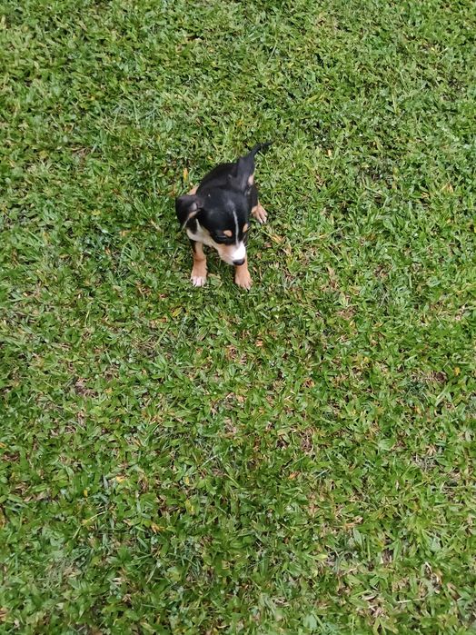 Pisncher macho lindo