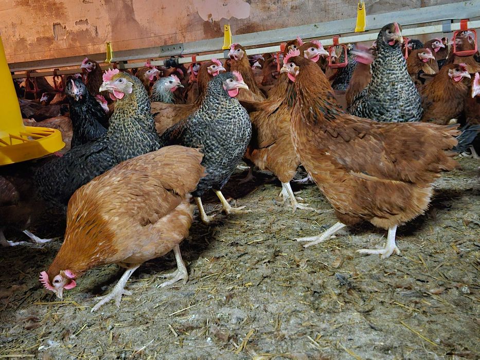 KURKI kokoszki nioski odchowane rasy ROSA dowóz gratis